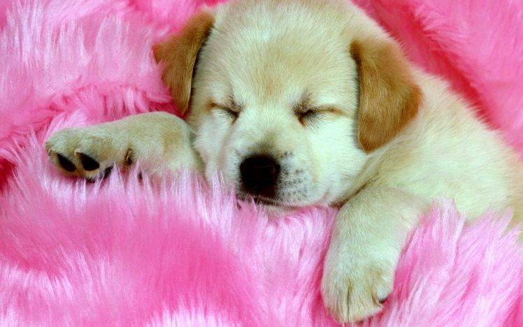 Cute Dog Puppy Sleep HD Wallpaper Desktop Background