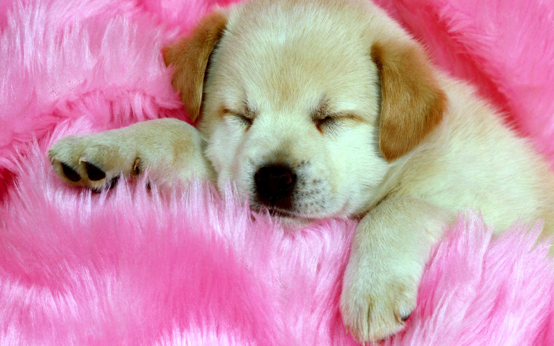 Cute Dog Puppy Sleep