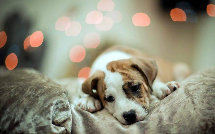 Cute Dog Sleep HD Wallpaper Desktop Background