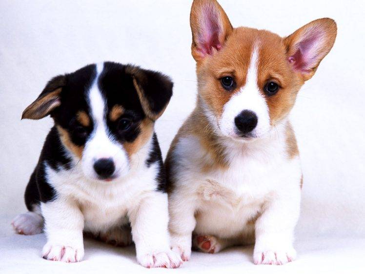 Cute Dogs HD Wallpaper Desktop Background