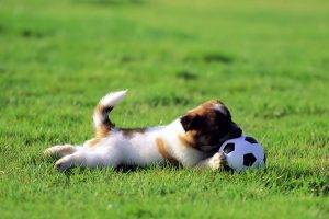 Cute Dogs Junior Soccer