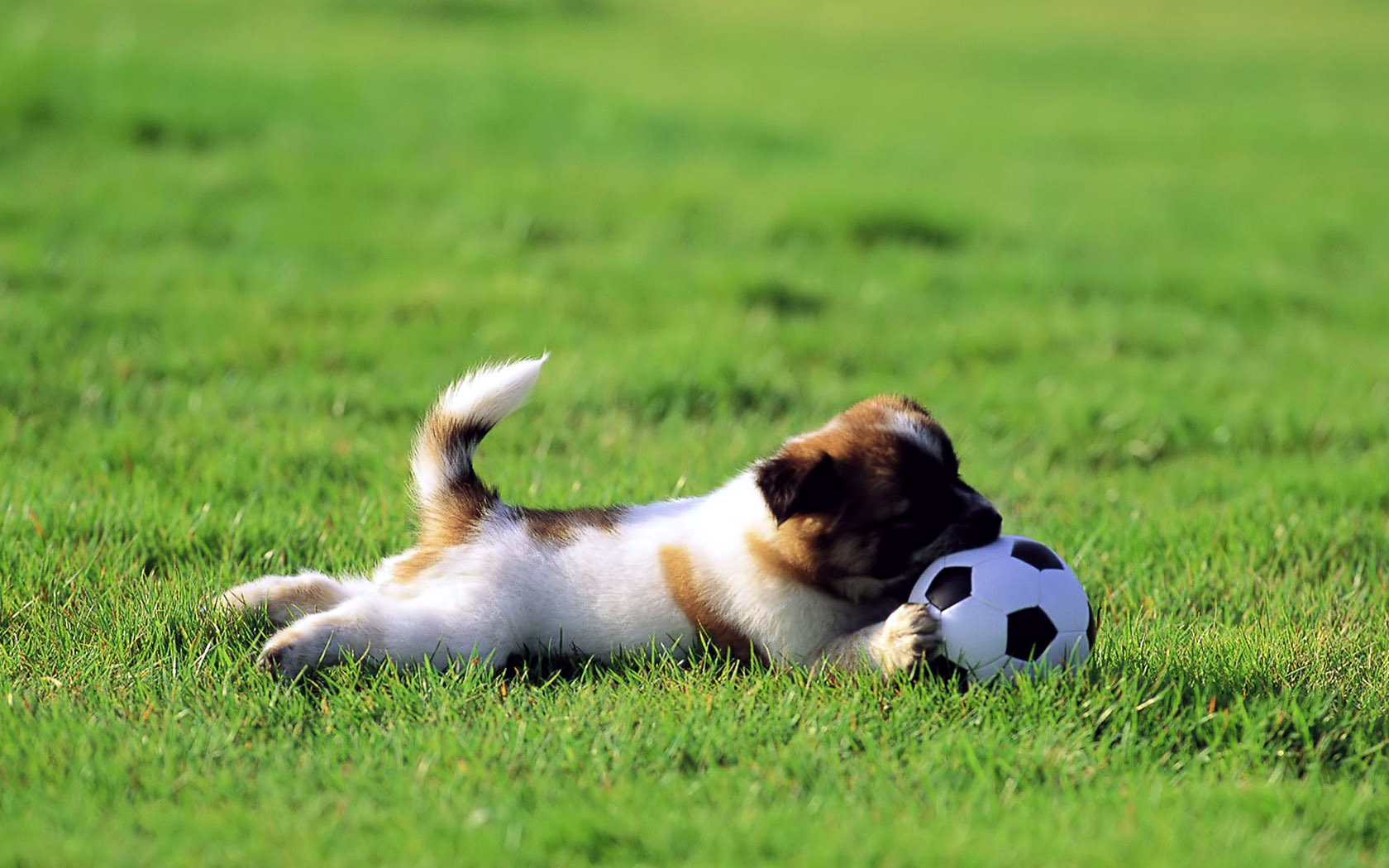 Cute Dogs Junior Soccer Wallpaper