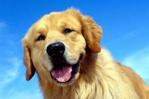 Cute Golden Dog