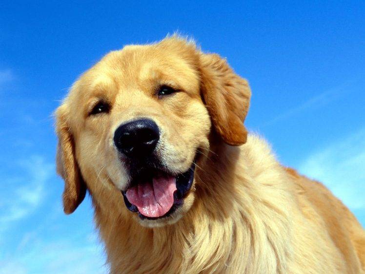 Cute Golden Dog HD Wallpaper Desktop Background