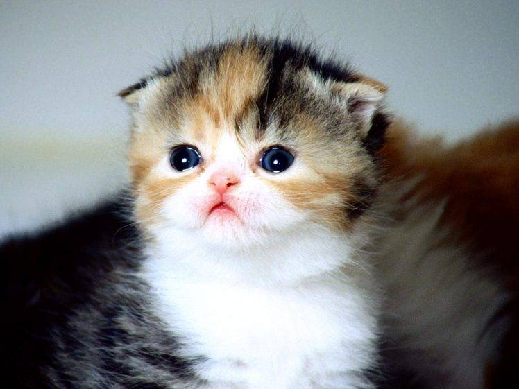 Cute Kitten Cat View Photos HD Wallpaper Desktop Background
