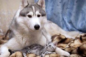 Cute Mom Dog And Kitten