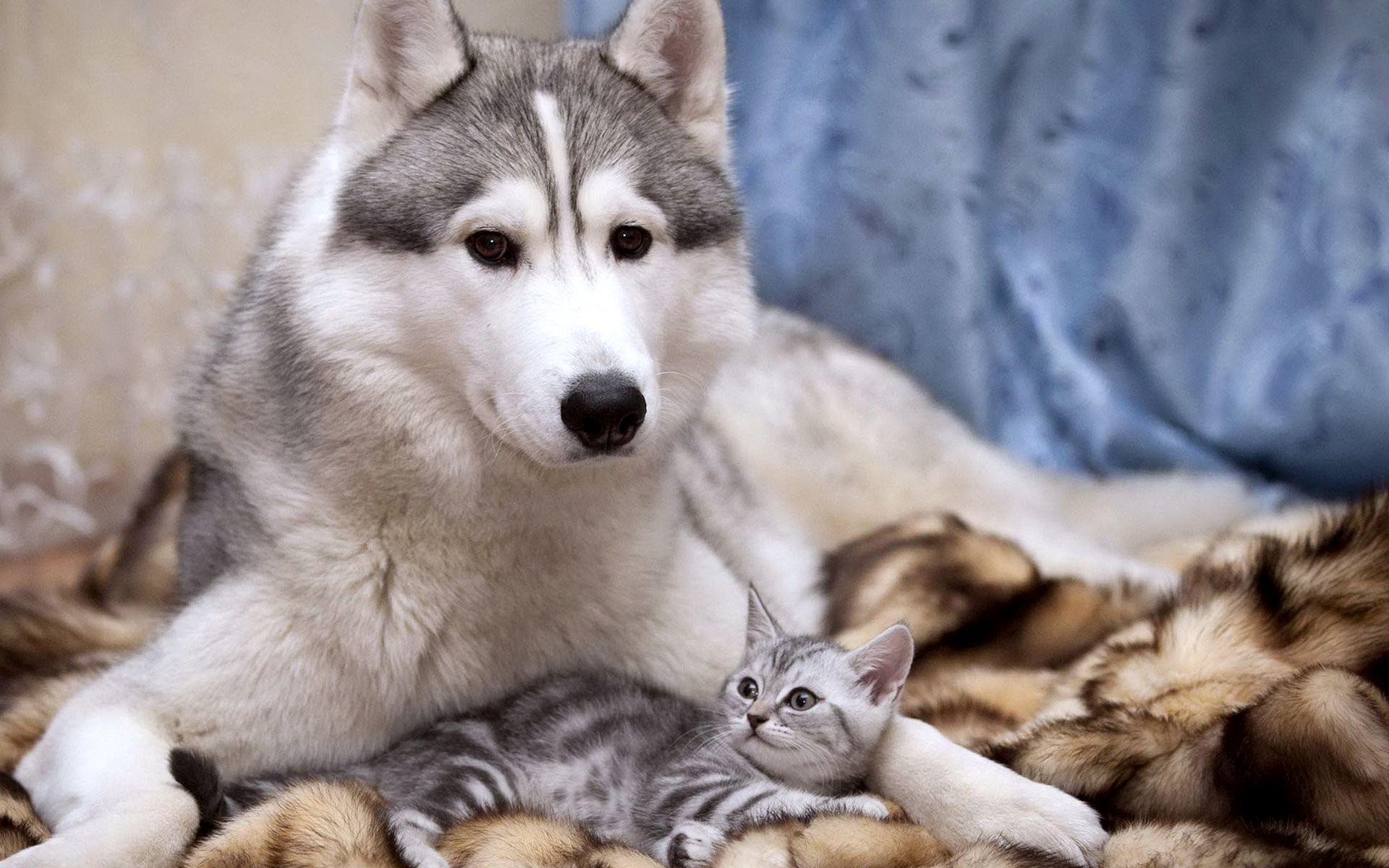 Cute Mom Dog And Kitten Wallpaper