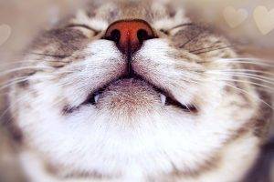 Cute Nose Cat Macro Best