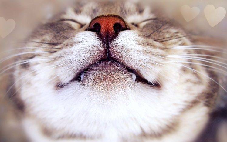 Cute Nose Cat Macro Best HD Wallpaper Desktop Background
