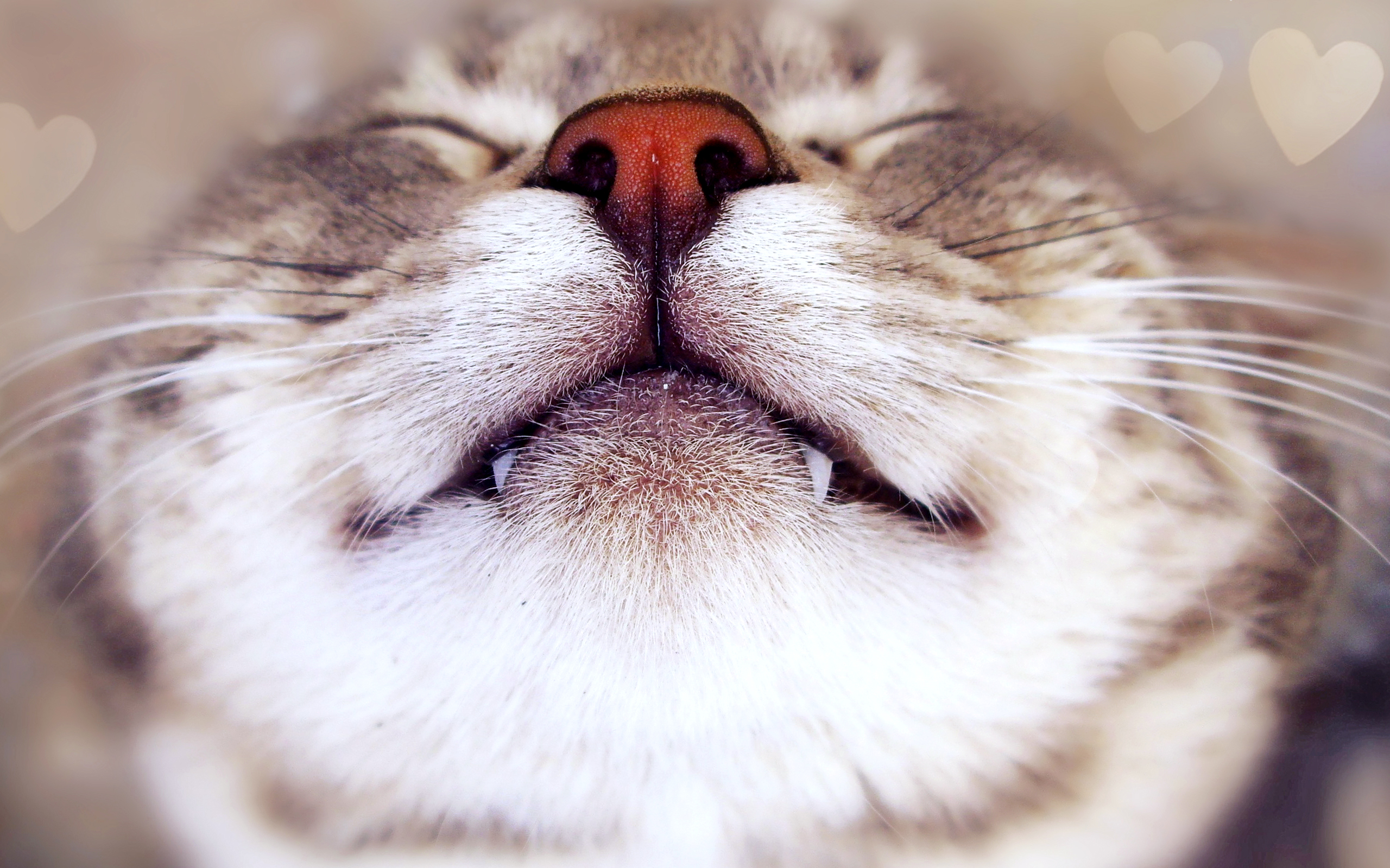 Cute Nose Cat Macro Best Wallpaper