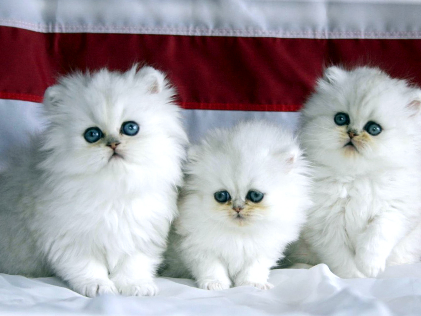 Cute Persian Cat Wallpapers HD / Desktop and Mobile ...