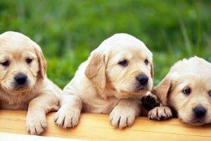 Cute Puppies Dogs