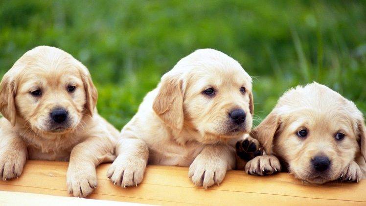 Cute Puppies Dogs HD Wallpaper Desktop Background