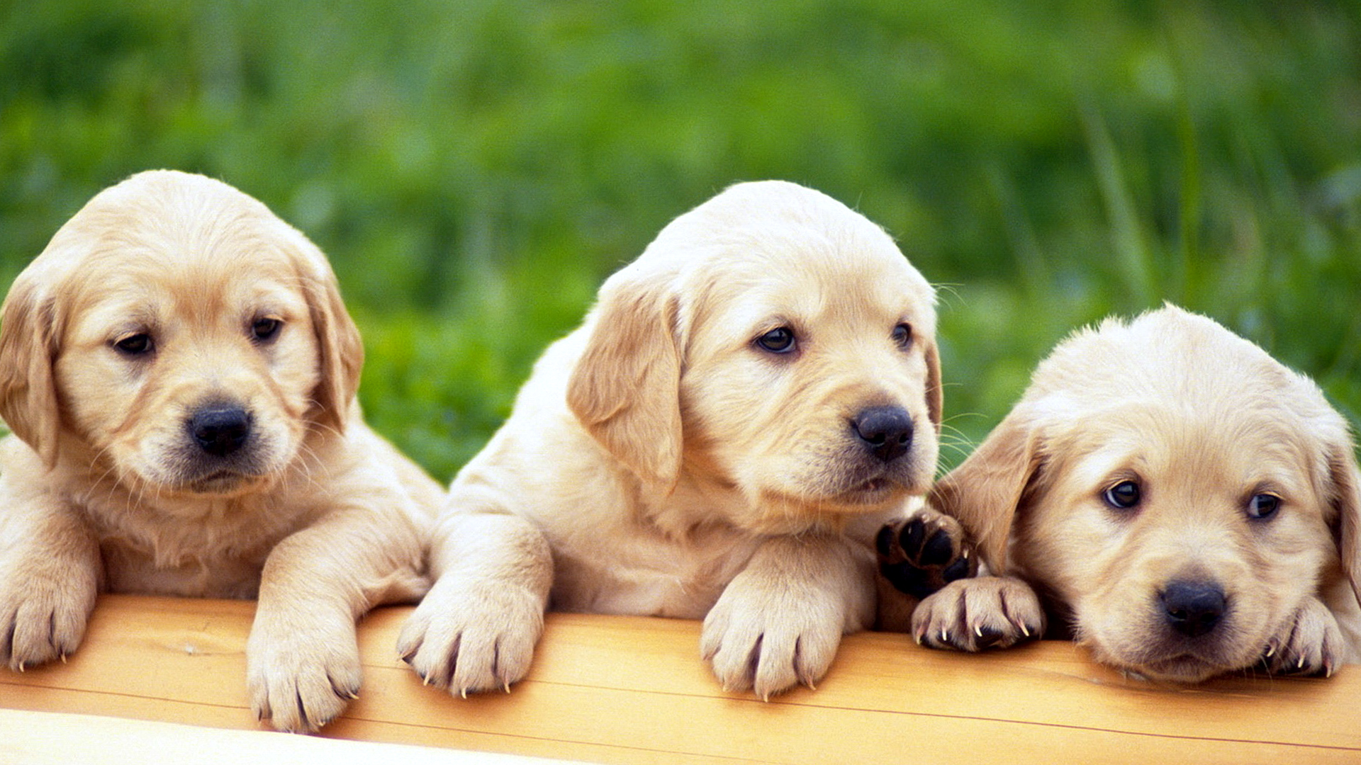 Cute Puppies Dogs Wallpaper
