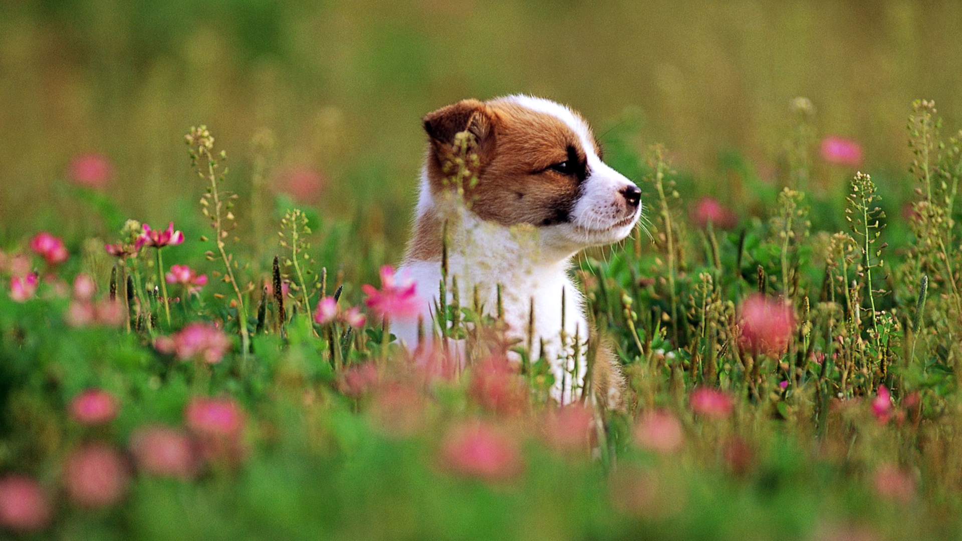 Cute Puppy Dog In The Park Wallpaper