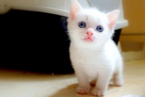 Cute White Baby Cat