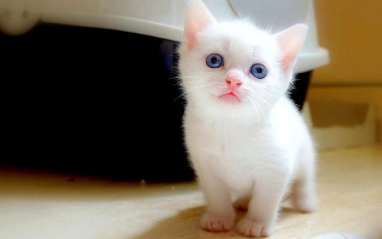 Cute White Baby Cat HD Wallpaper Desktop Background