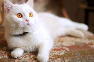 Cute White Cat