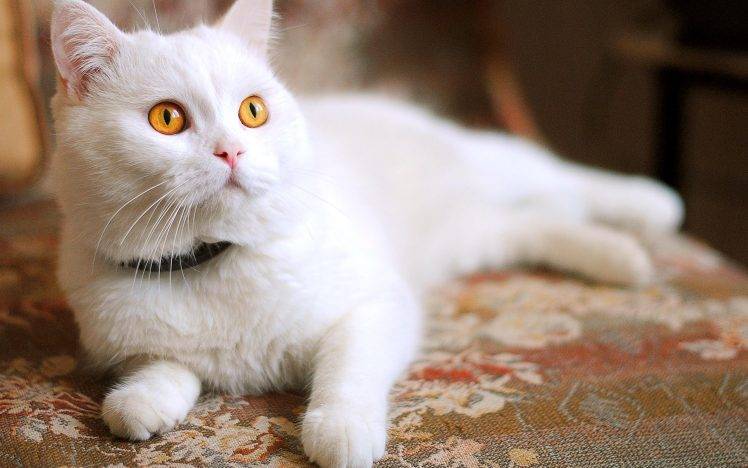 Cute White Cat HD Wallpaper Desktop Background