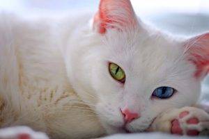 Cute White Cat Desktop