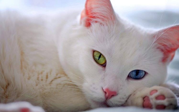 Cute White Cat Desktop HD Wallpaper Desktop Background