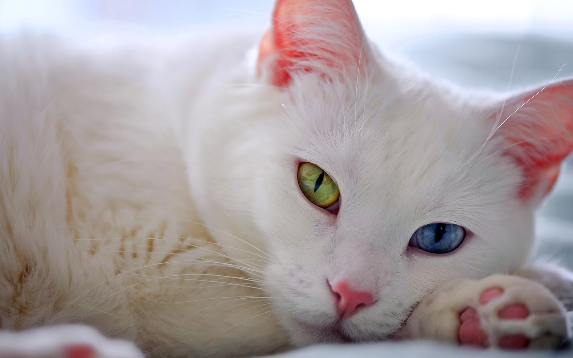 Cute White Cat Desktop Wallpapers HD / Desktop and Mobile Backgrounds