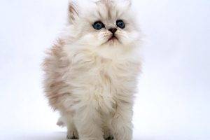 Cute White Cat Free Download