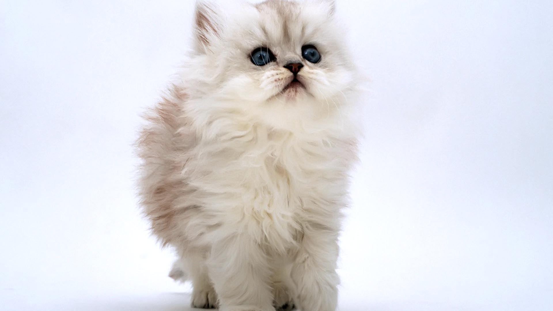 Cute White Cat Free Download Wallpaper