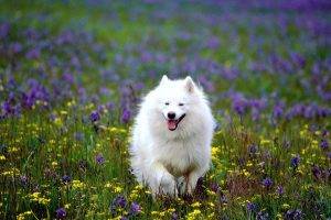 Cute White Dog Running