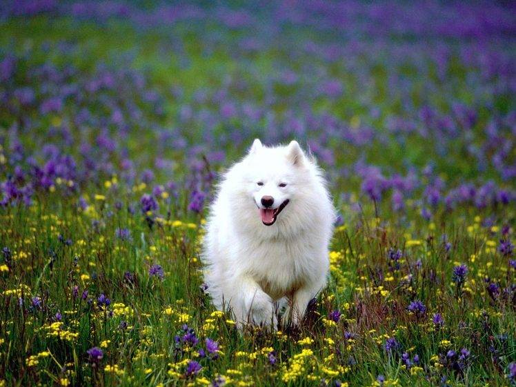 Cute White Dog Running HD Wallpaper Desktop Background
