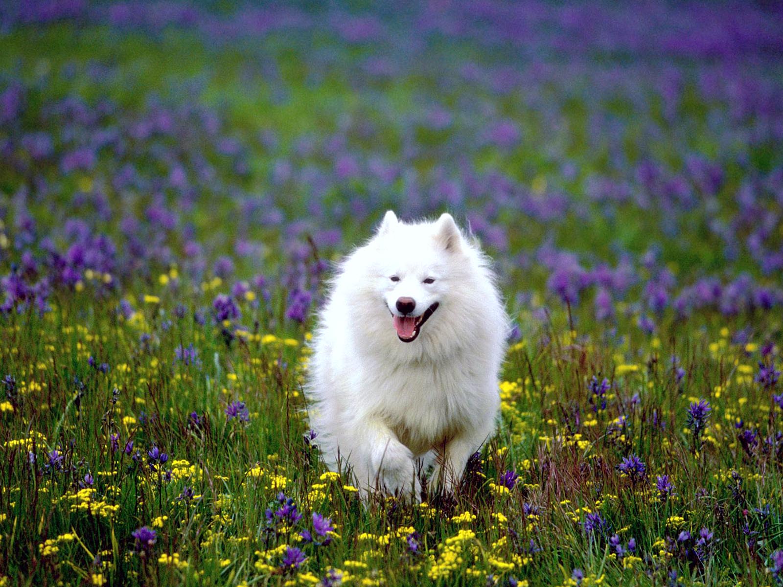 Cute White Dog Running Wallpaper
