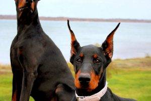 Doberman Dog Soldiers Pictures