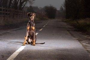 Doberman Guard Dog Night Photos