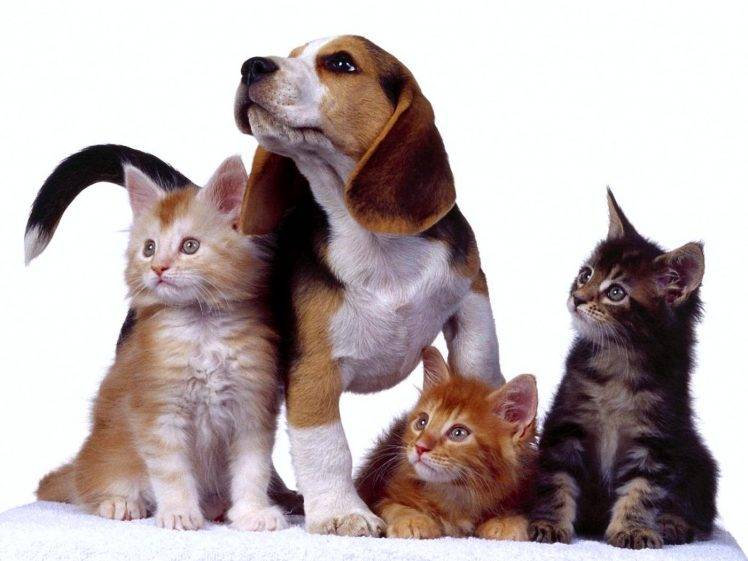Dog And Cats HD Wallpaper Desktop Background