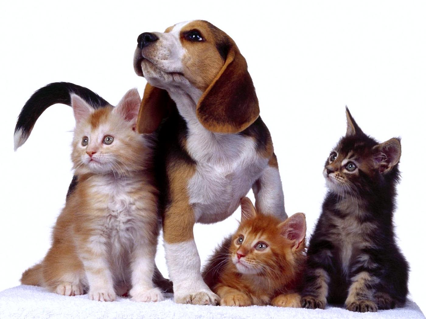 Dog And Cats Wallpaper