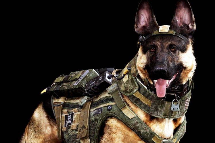 Dog Army Awesome HD Wallpaper Desktop Background