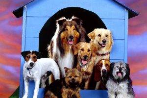 Dog Breed Group Best