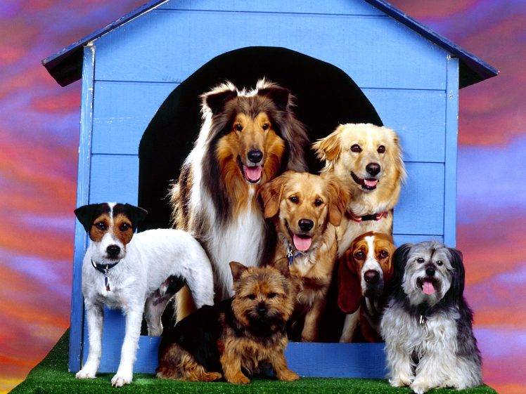 Dog Breed Group Best HD Wallpaper Desktop Background