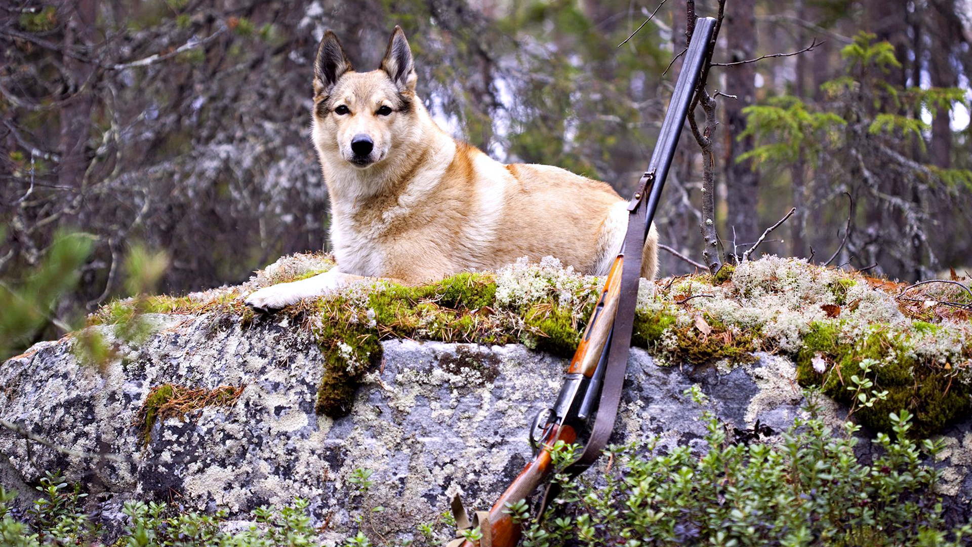 Dog Casual Shooter Wallpaper