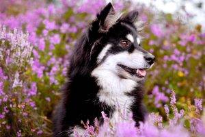 Dog Cherry Blossoms Best