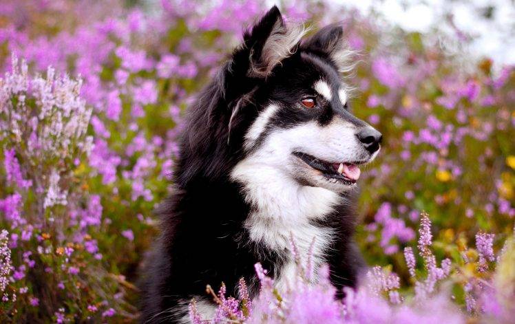 Dog Cherry Blossoms Best HD Wallpaper Desktop Background