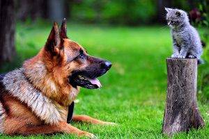 Dog German Shepherd And Cat