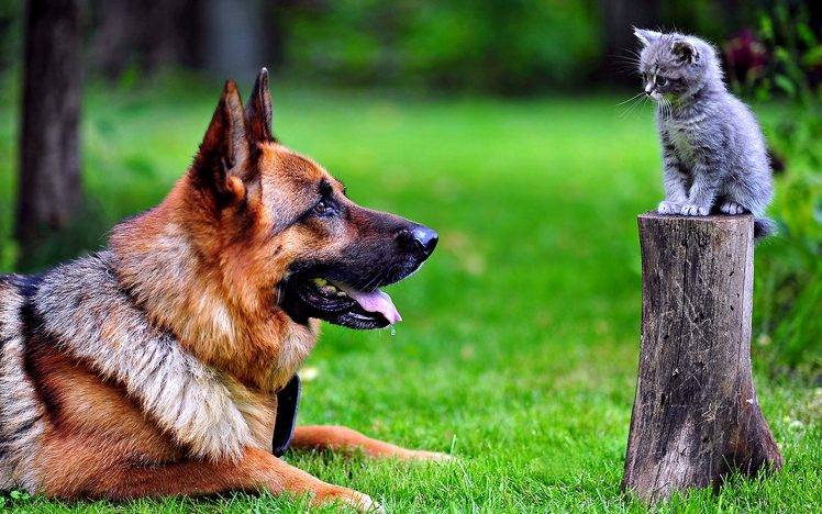 Dog German Shepherd And Cat HD Wallpaper Desktop Background