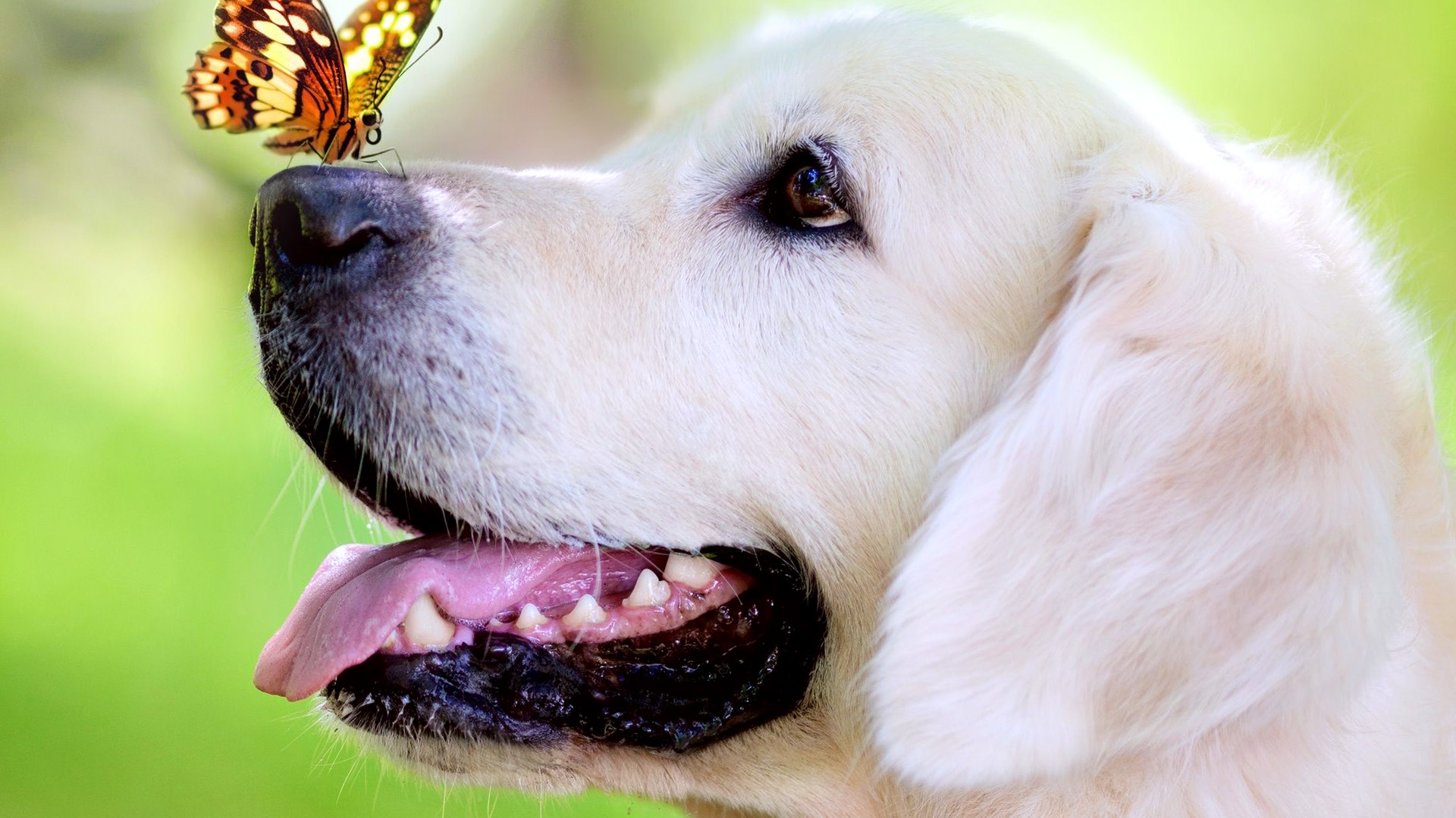Dog Love Butterfly Wallpapers HD / Desktop and Mobile Backgrounds