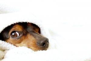 Dog Peek Blanket Dekstop