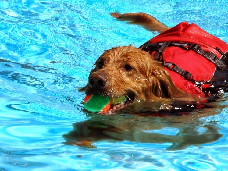Dog Playing in Water 1600×1200 HD Wallpaper Desktop Background