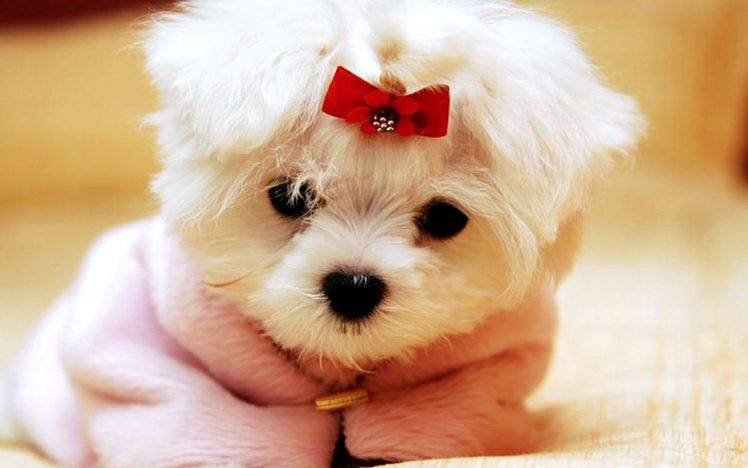 Dog White Cute Wallpapers HD / Desktop and Mobile Backgrounds