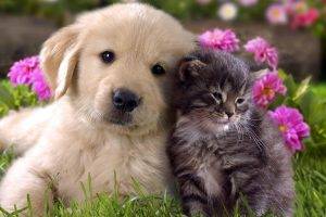 Dog and Cat Cute