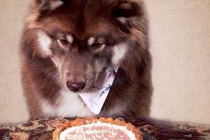 Dogs And Birthday Cake