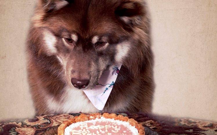 Dogs And Birthday Cake HD Wallpaper Desktop Background